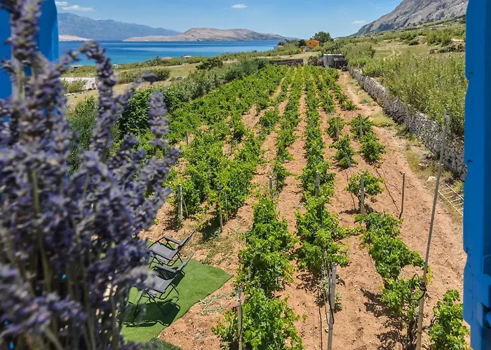 House Silvijo Дом отдыха Колан